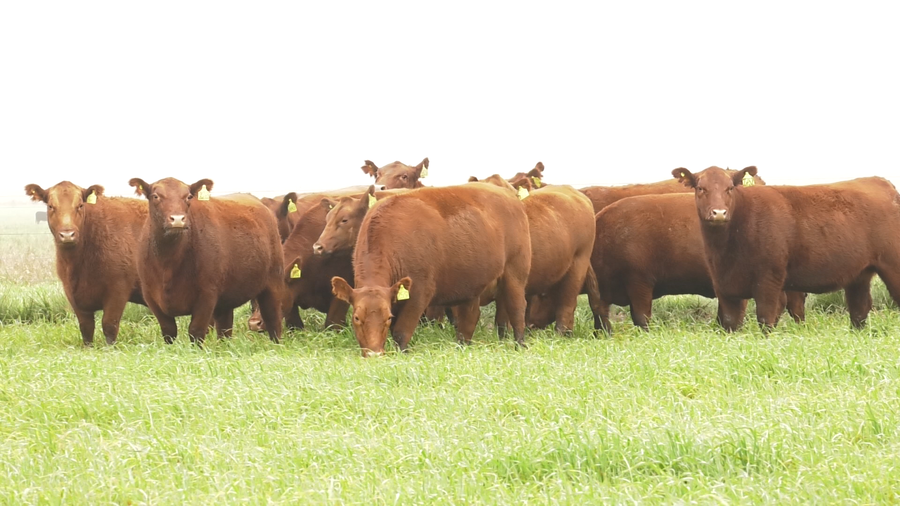 Lote VAQ. ANGUS COLORADAS PC C/GTÍA DE PREÑEZ