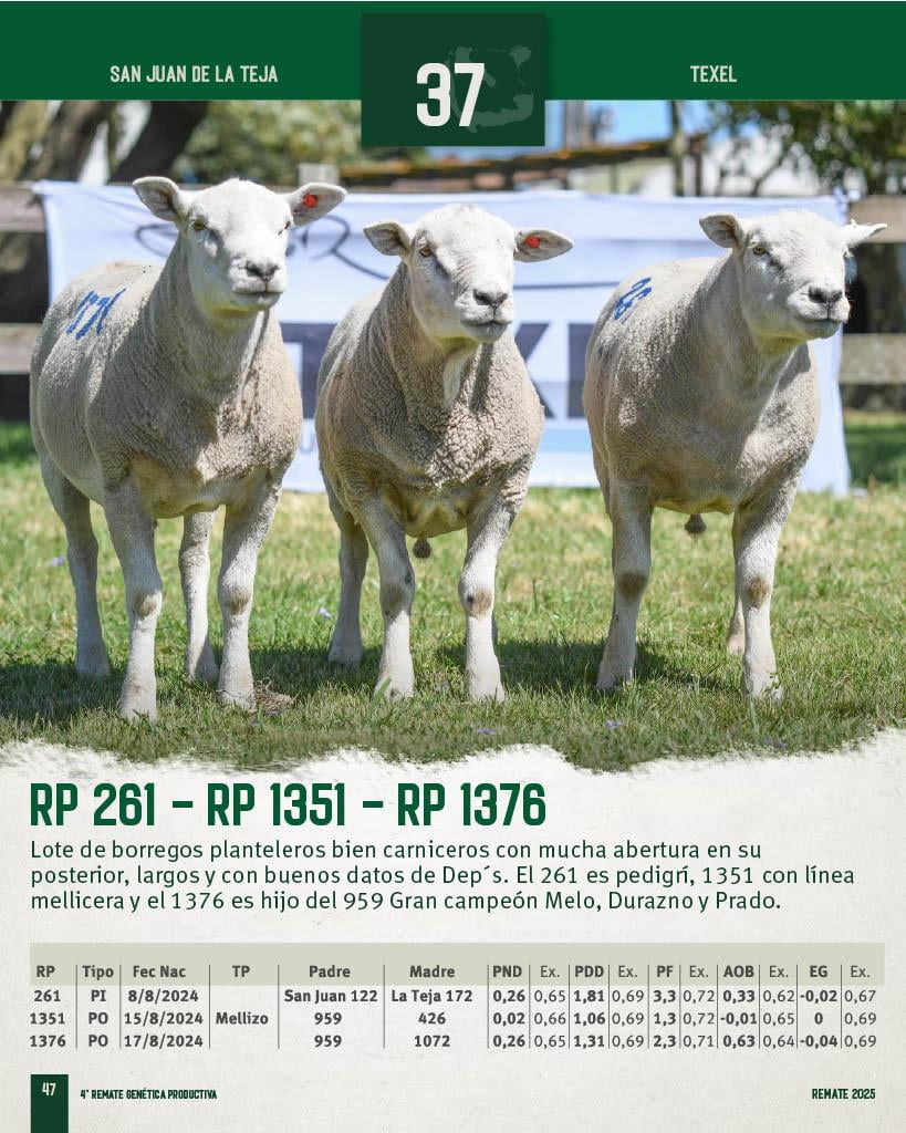 Lote 3 Borregos a remate en 4º Genetica Productiva, San José