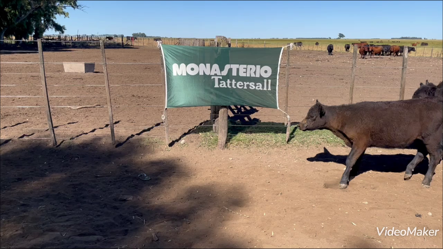 Lote 191 Terneras en A. Gonzales Chaves
