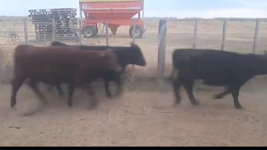 Lote 110 terneras