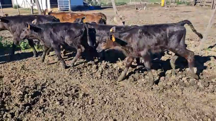 Lote 11 Terneros y Terneras a remate en Pantalla Aniversario - Escritorio Camy, San José