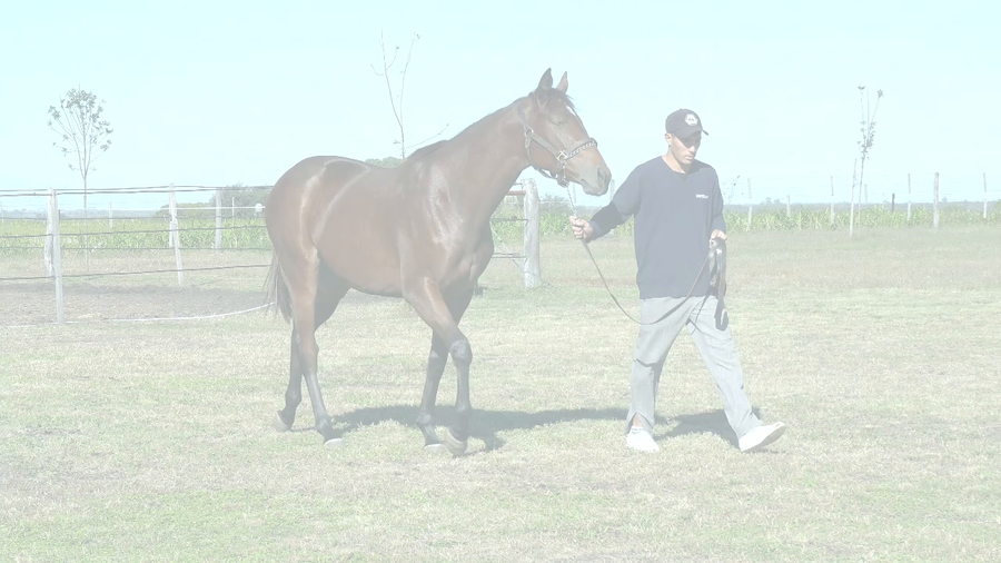 Lote RIZZLA (IMPERADOR - RAPIRYE)