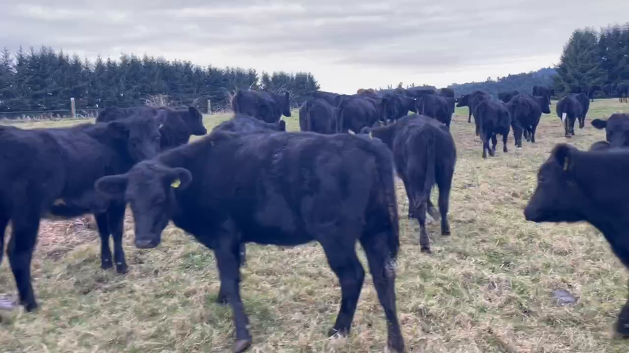 Lote 58 Vaquilla Engorda en Puerto Varas, X Región Los Lagos