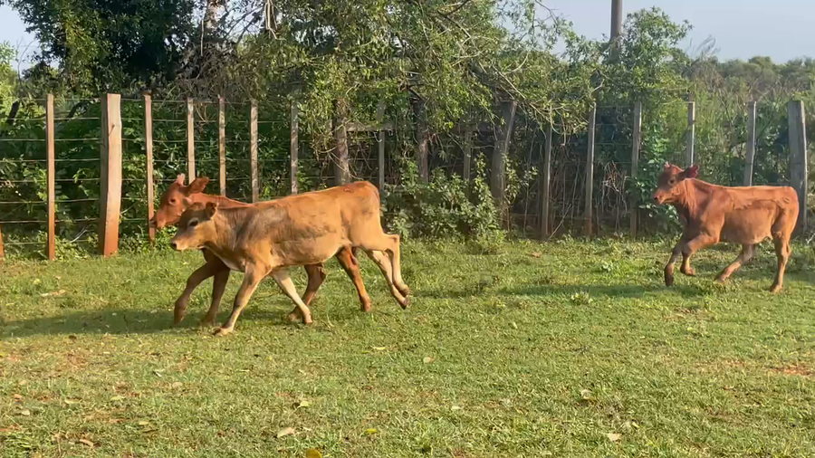 Lote 81 Terneras en Candelaria, Misiones