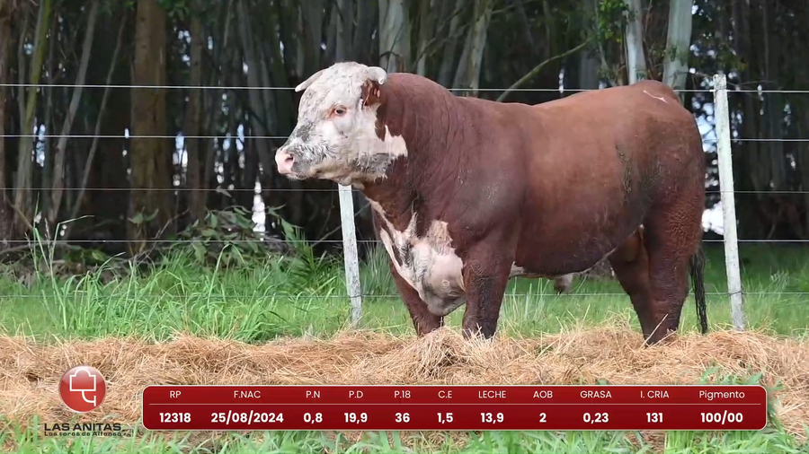 Lote Lote 31