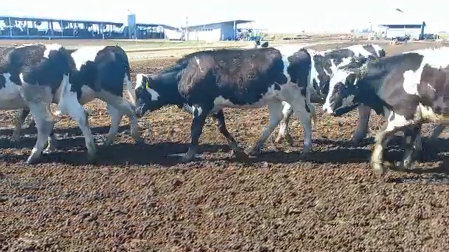 Lote Agroindustria Montechiari