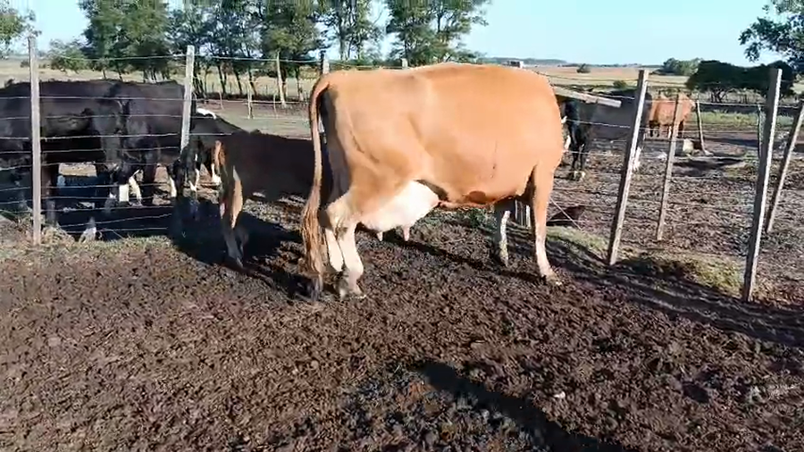 Lote 2 Piezas de cría a remate en Pantalla Camy 500kg - , San José