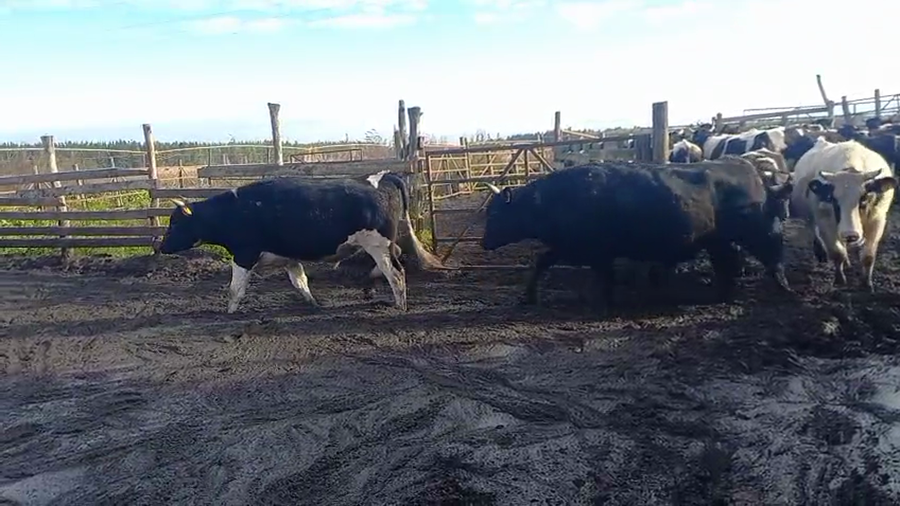 Lote 40 Novillo Gordo en Cabrero, VIII Región Biobío