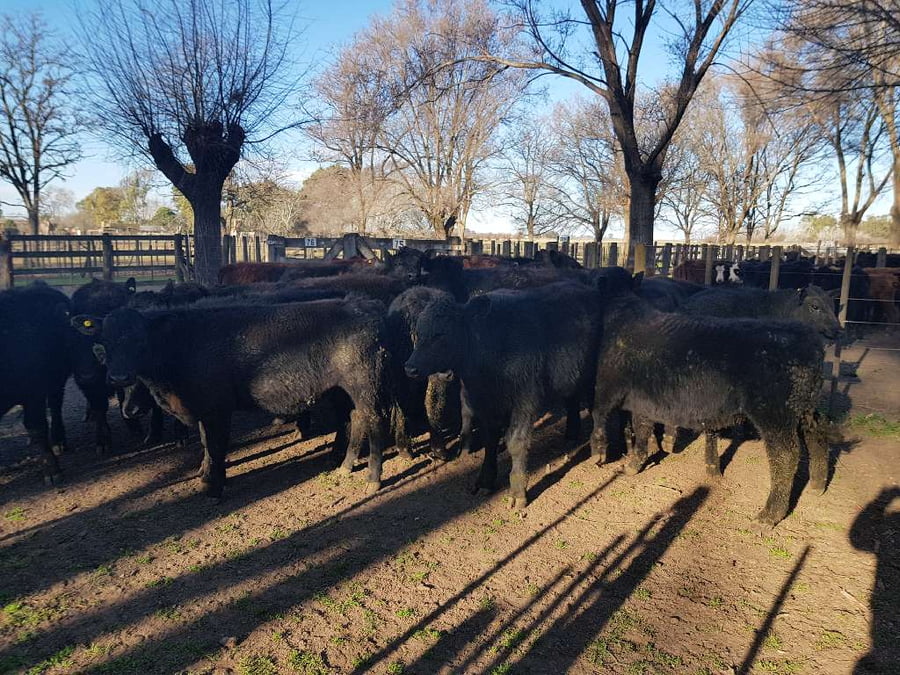 Lote 23 Terneros en Gral. Lamadrid, Buenos Aires