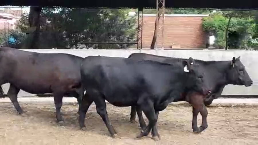 Lote VAQUILLONAS PI VACIAS