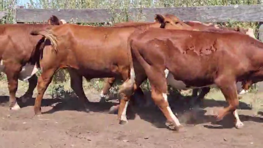 Lote 20 NOVILLOS, TAPALQUE, PCIA. BS. AS.