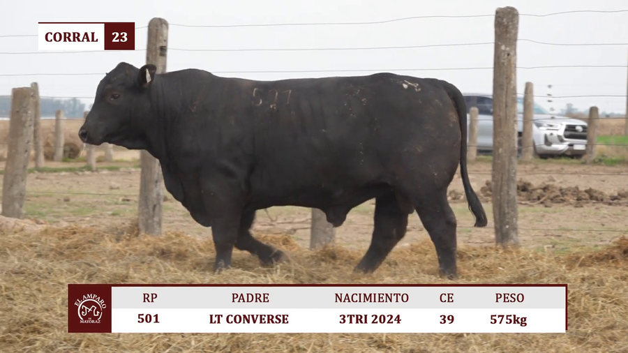 Lote Toros BRANGUS ULTRA BLACK EL AMPARO