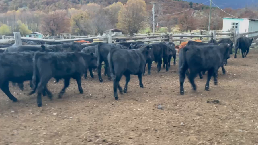 Lote 45 Ternero en Coyhaique, XI Región Aysén