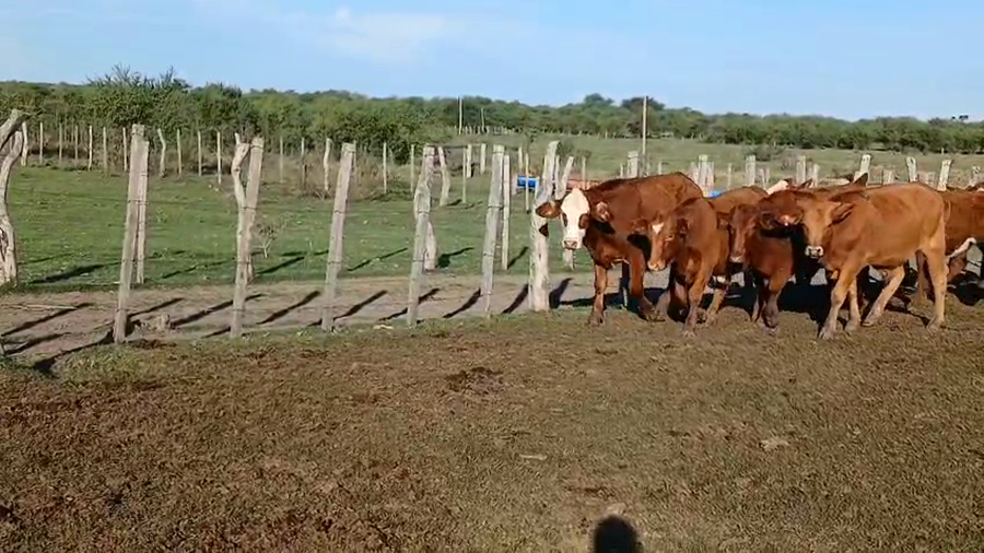 Lote 45 Novillitos