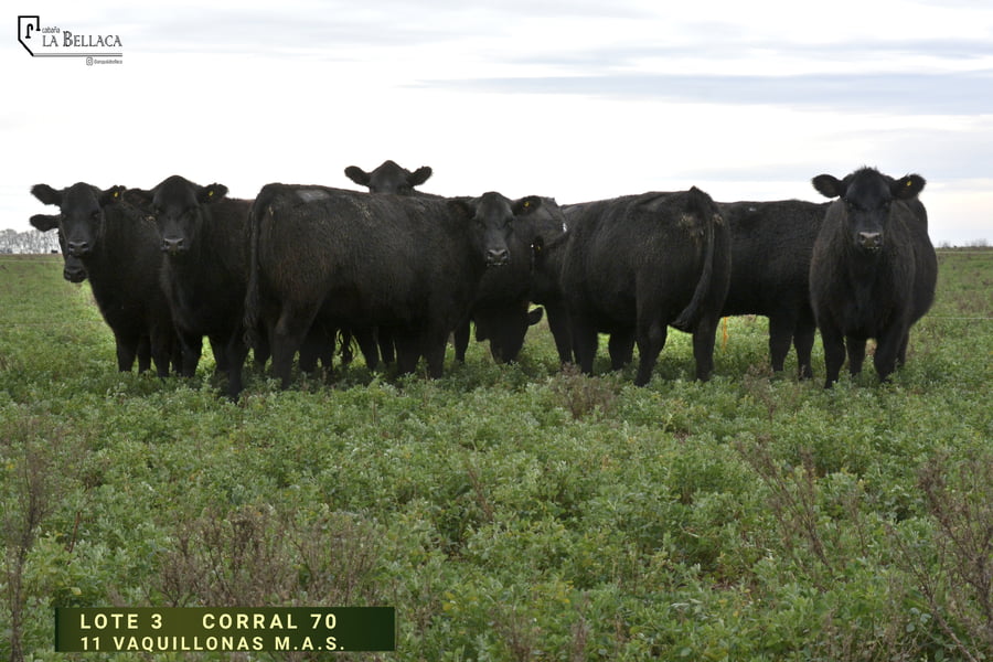 Lote VAQUILLONA M.A.S.