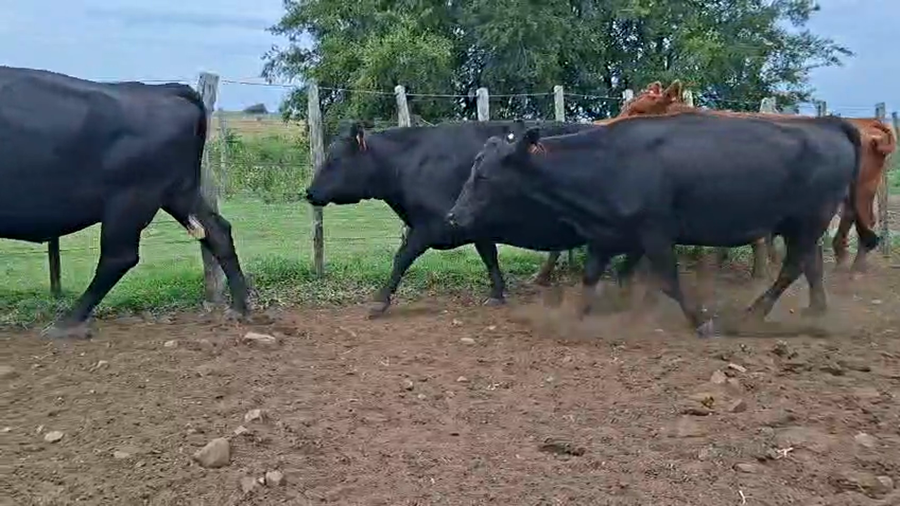 Lote VACAS PREÑADAS