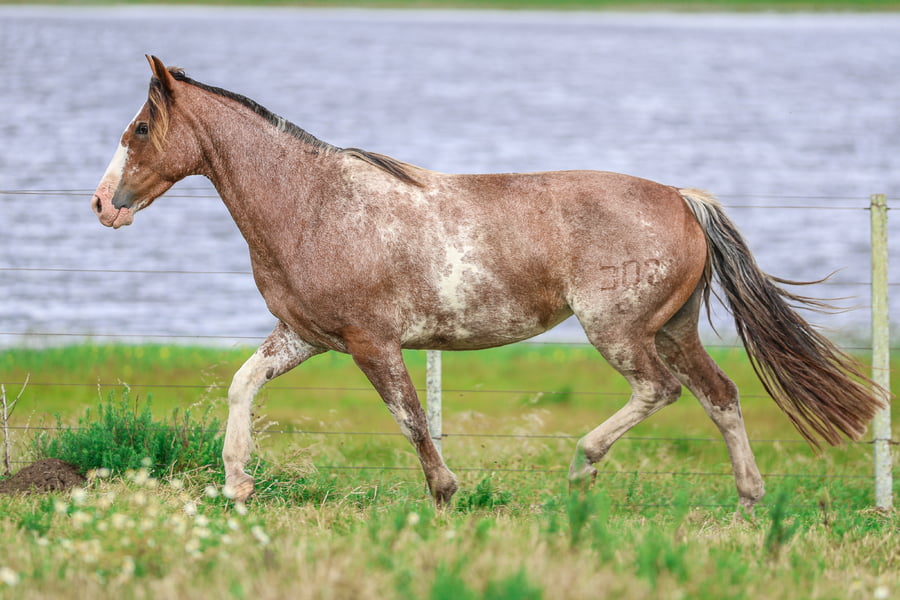 Lote CATANDUVA AZALEIA