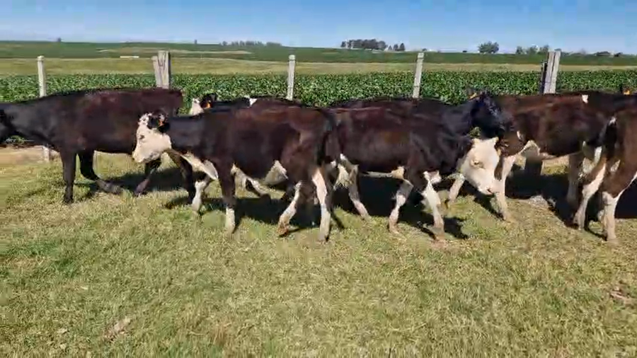 Lote 14 Terneros y Terneras a remate en Pantalla Camy, San José