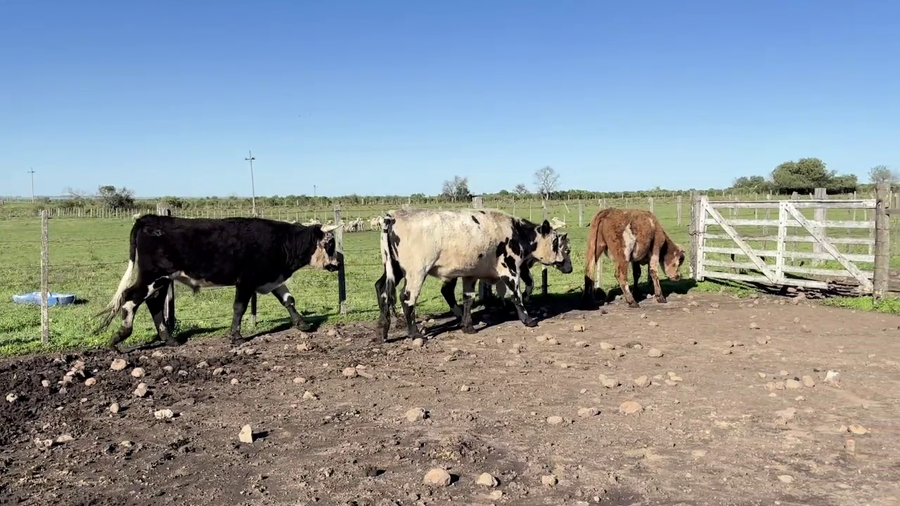 Lote NOVILLOS 2 A 3 AÑOS