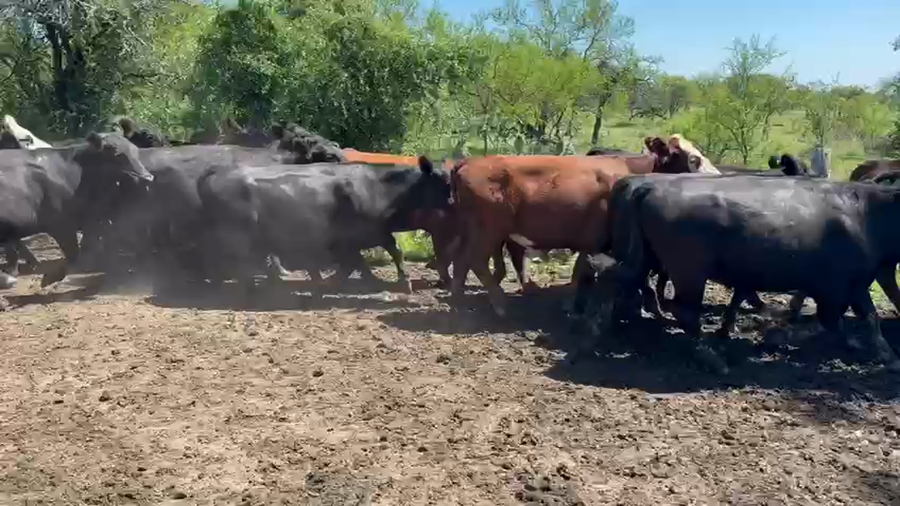 Lote 55 Novillitos en Entre Ríos, Federal