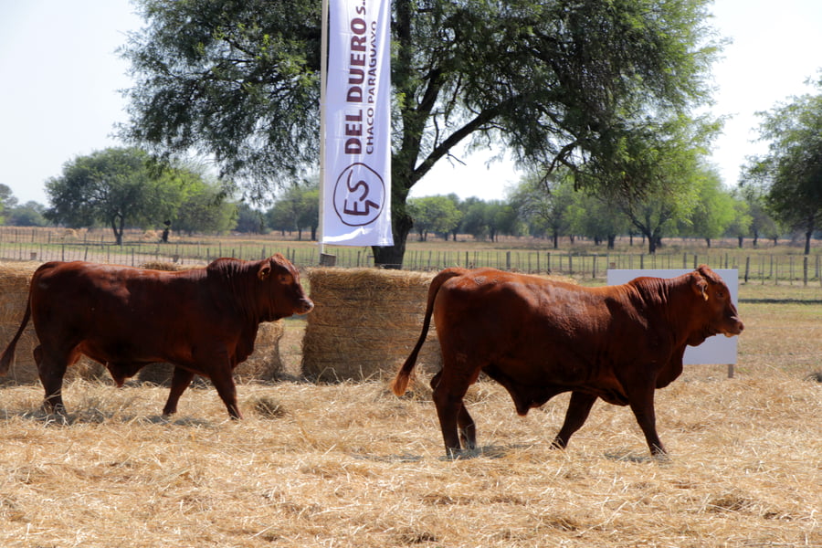 Lote TOROS