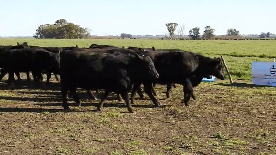 Lote 15 VAQUILLONAS ANGUS MAS