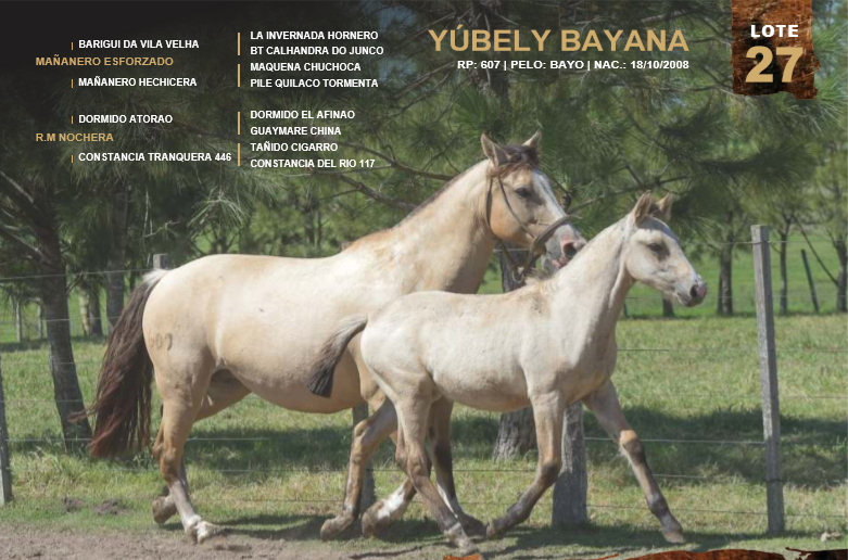 Lote YÚBELY BAYANA