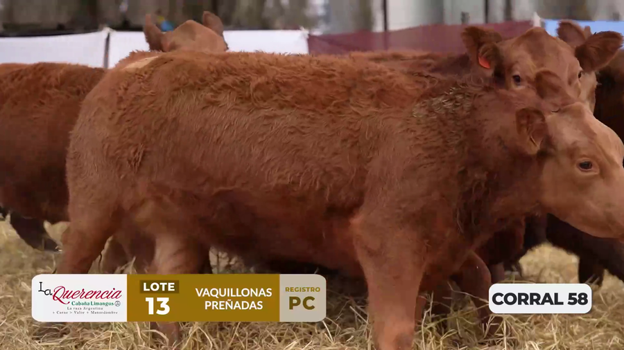 Lote VAQUILLONAS PC PREÑADAS PARICIÓN PRIMAVERA 2026