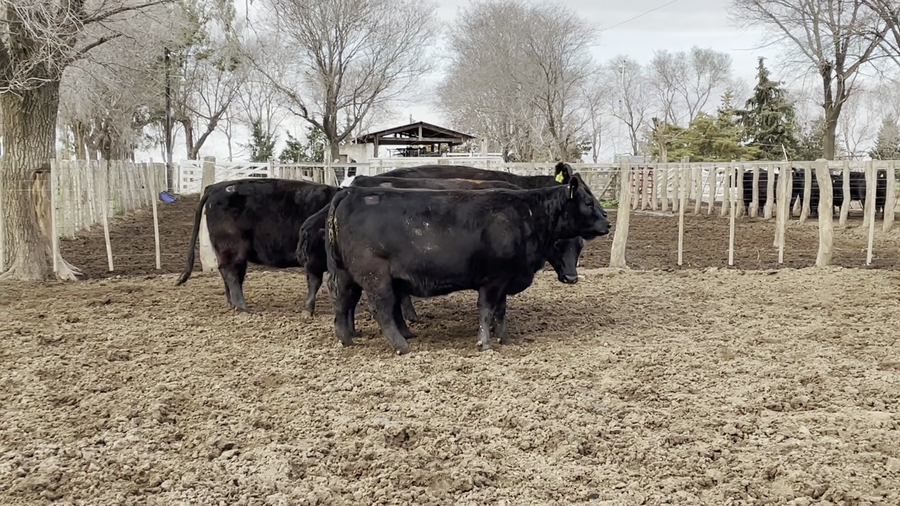 Lote "CABAÑA EL TRECE" VACAS PC  SEGUNDA  PARICION