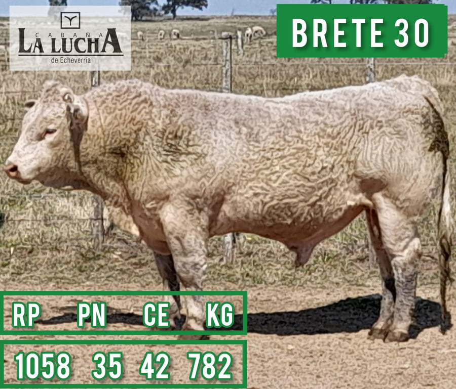Lote TOROS CHAROLAIS PI