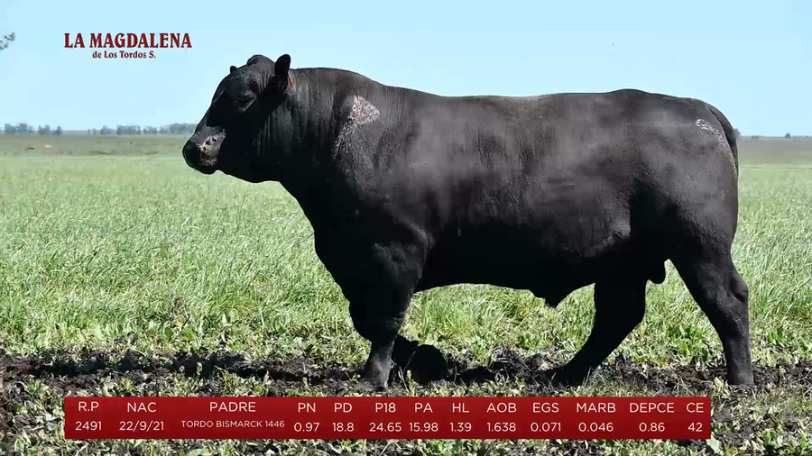 Lote Toros a remate en La Magdalena y San Carlos, Artigas