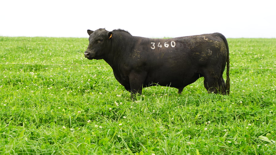 Lote Toros a remate en Ganadera Barracas S.A en Caraguata