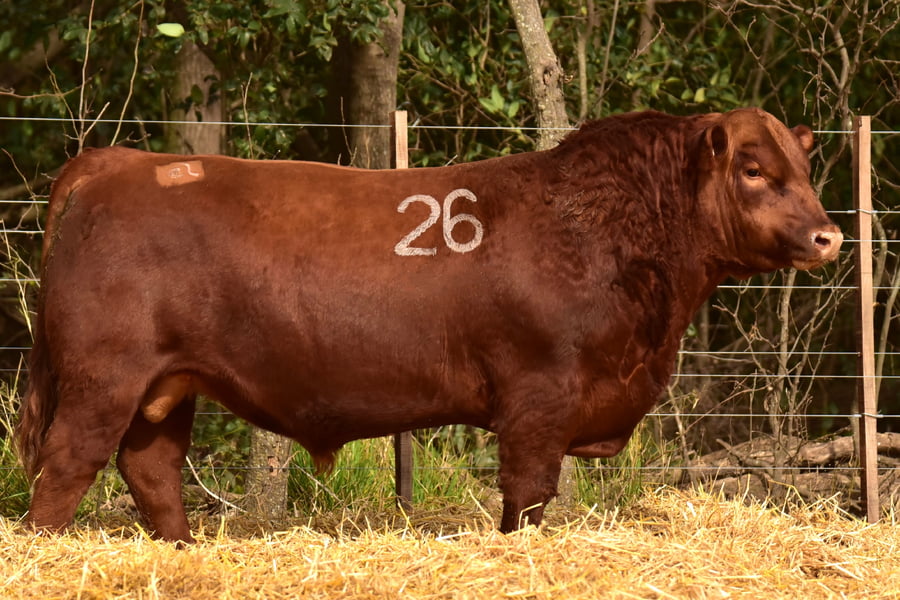 Lote TOROS ANGUS PC