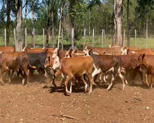 Lote 140 Terneros en Virasoro, Corrientes