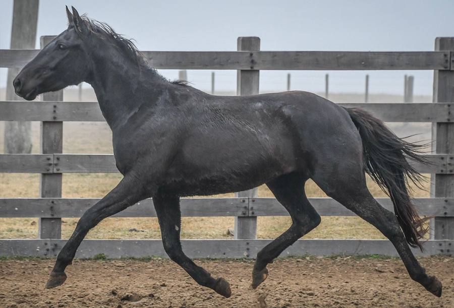 Lote VERDES MARES BOLT