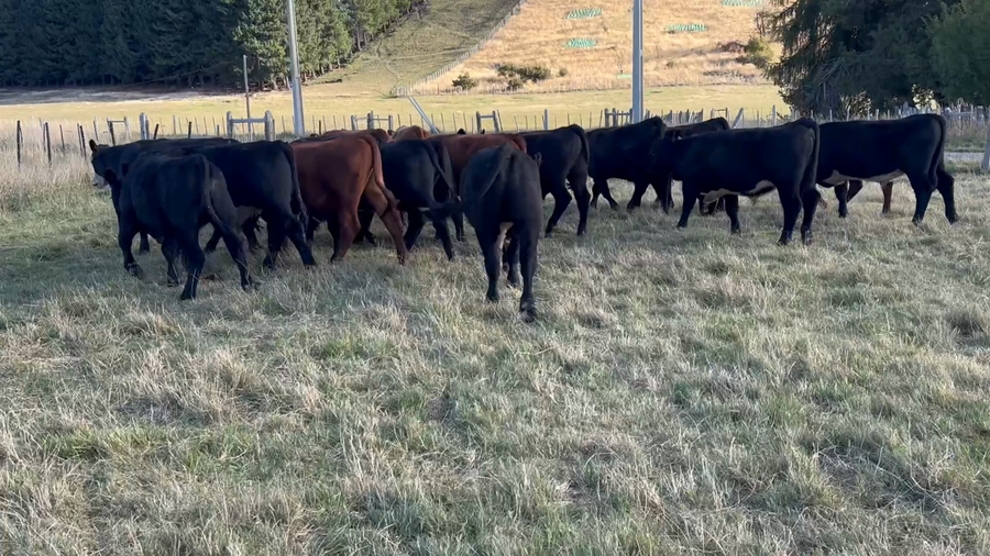 Lote 18 Novillo Engorda