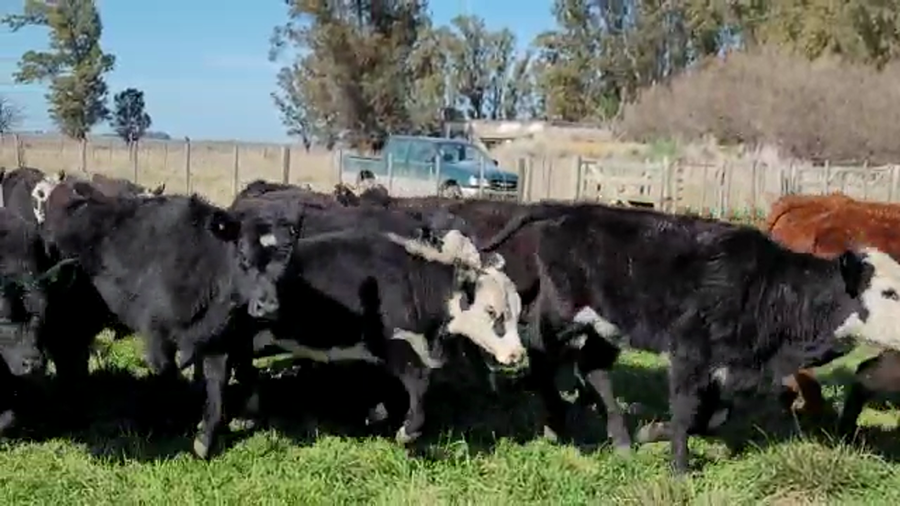 Lote 60 Terneros/as en Coronel Pringles, Buenos Aires