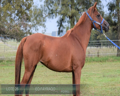 Lote EO FAYRAQO