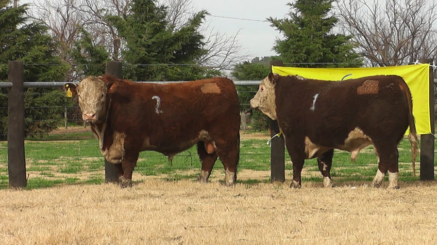 Lote TOROS P. HEREFORD PR