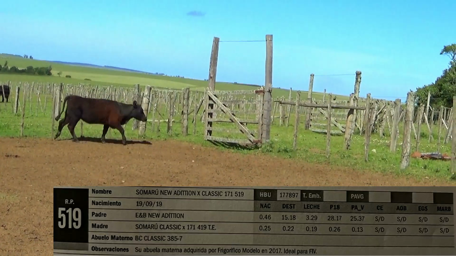 Lote Vaquillonas  a remate en CABAÑA LA PODEROSA, Florida