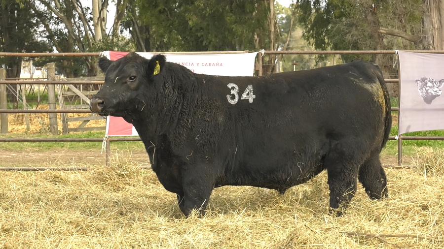 Lote TOROS ANGUS NEGROS  PC