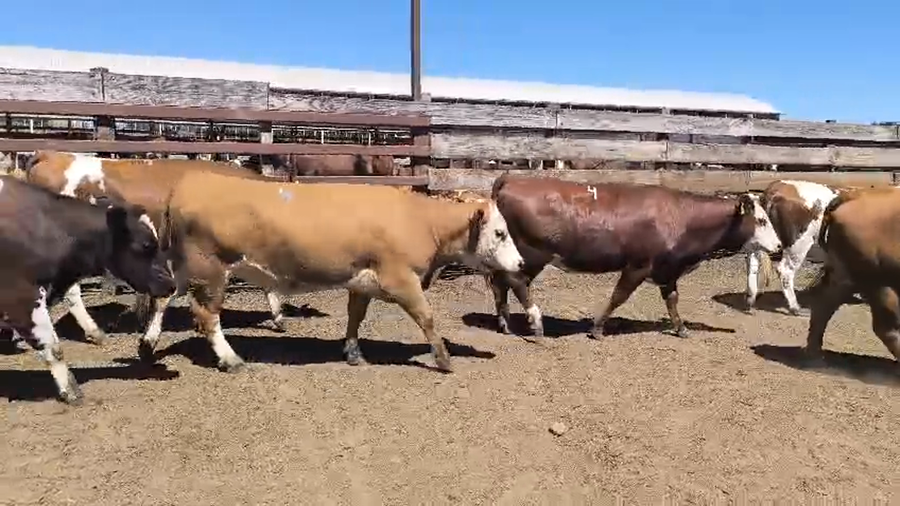 Lote 20 Vaquilla Gorda en Los Ángeles, VIII Región Biobío