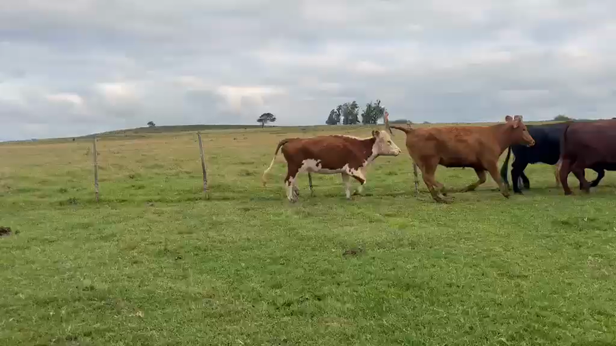 Lote VACAS DE INVERNADA