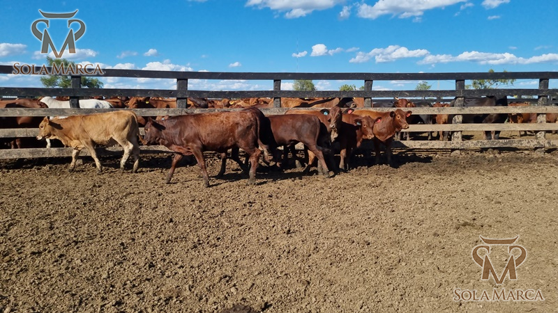 Lote Terneras CBO 2