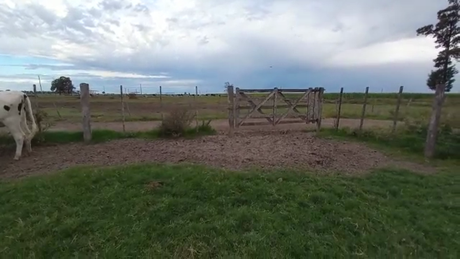 Lote Vaquillonas Preñadas- Carlos Imhoff