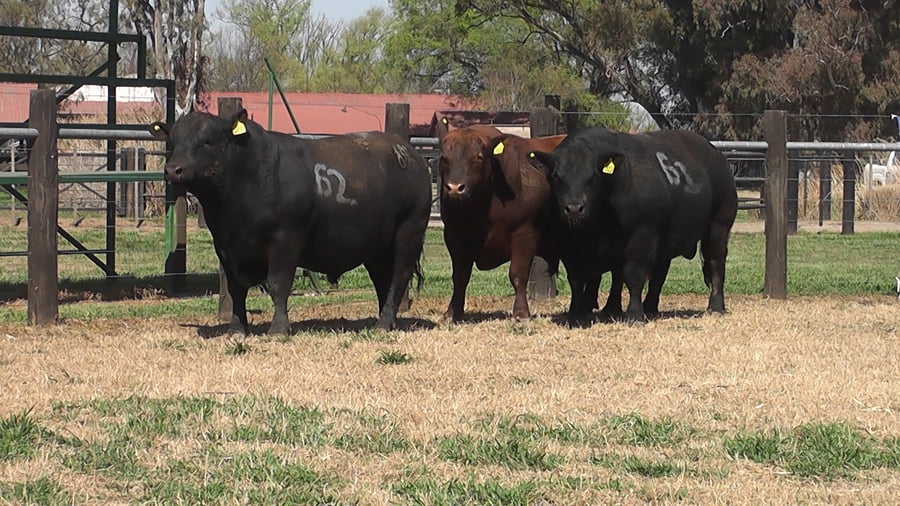 Lote TOROS ANGUS PC