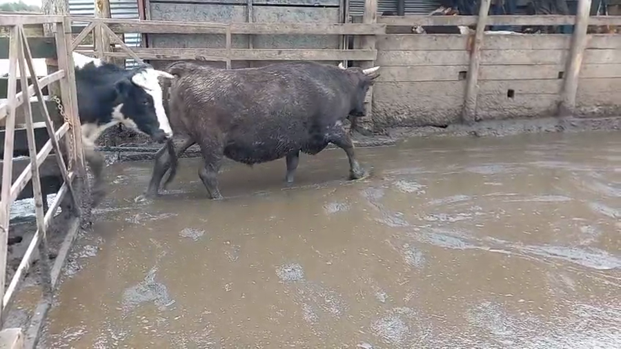 Lote 43 Novillo Gordo en Cabrero, VIII Región Biobío