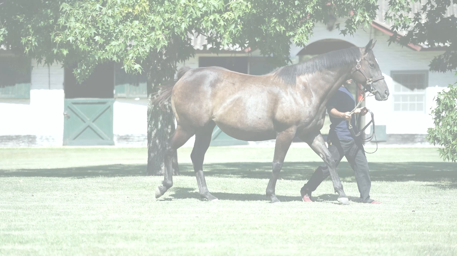 Lote ENJOY BOMB (HIT IT A BOMB -  ENJOY ROMA) preñez de MADE YOU LOOK