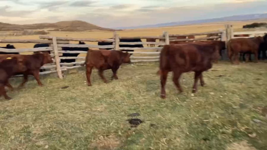 Lote 20 Ternero en Coyhaique, XI Región Aysén