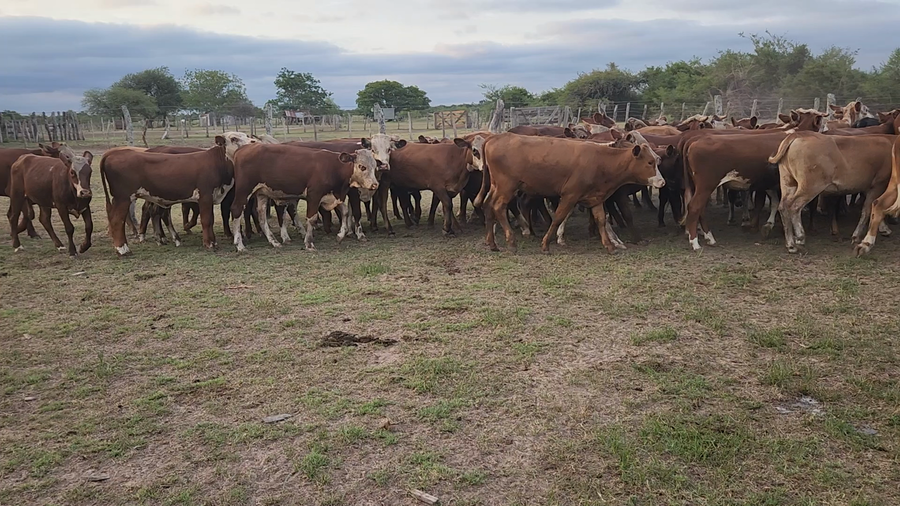 Lote 65 Vaquillonas en Esquina, Corrientes